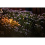 Lightpro | XIBLE | Staande Buitenlamp