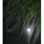 In Lite | DB-LED cool white | Outlet | Grondspots | 12 Volt