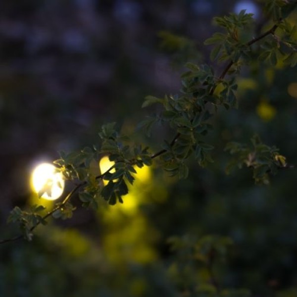 Waarom jij juist in de herfst tuinverlichting nodig hebt